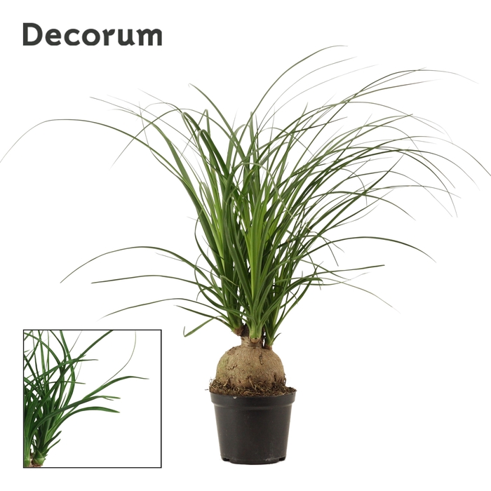 <h4>Beaucarnea bol 12 cm (Decorum)</h4>