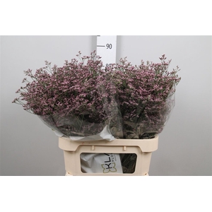 Lim Sin Piuma Pink Touch