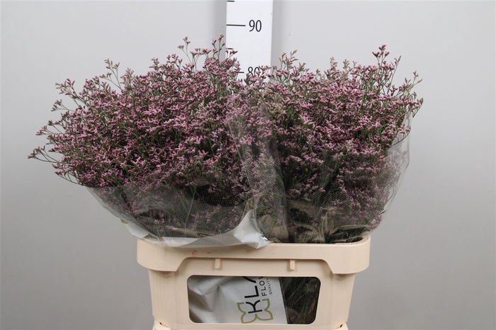 <h4>Lim Sin Piuma Pink Touch</h4>