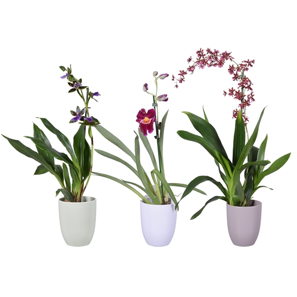 <h4>Spring mix 1 tak met groen, wit en taupe keramiek</h4>
