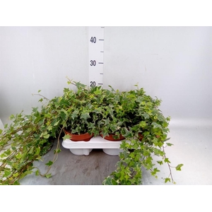 Hedera helix 'Mona Lisa'