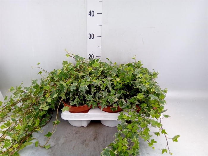 <h4>Hedera helix 'Mona Lisa'</h4>