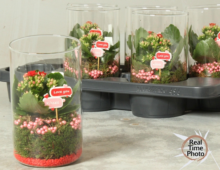 <h4>ARR KAMERPL</h4>