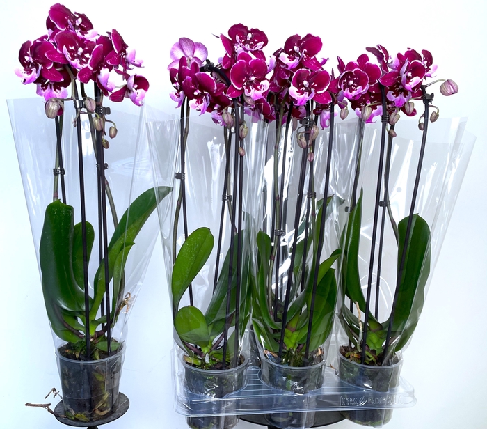 <h4>PHAL EL CASCADE</h4>