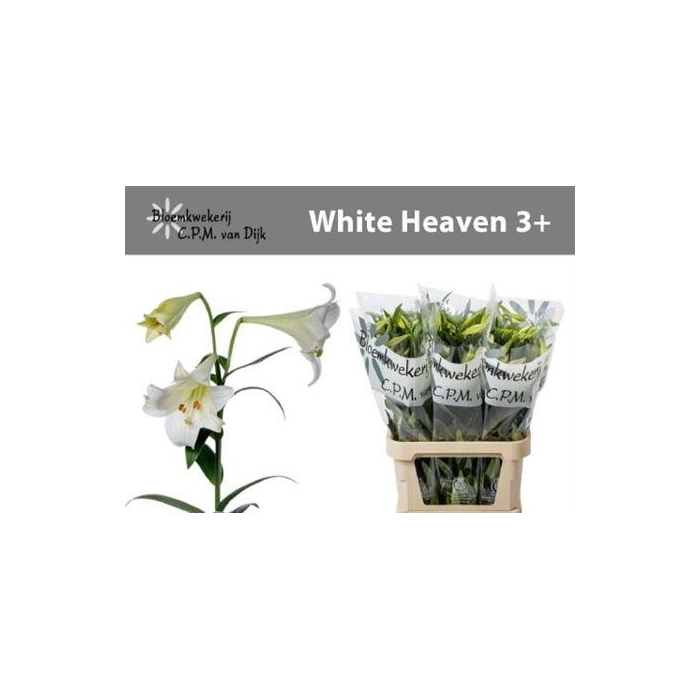 <h4>Li Lf White Heaven</h4>