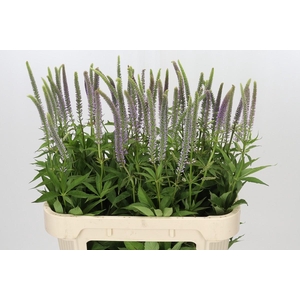 Veronica Virginica