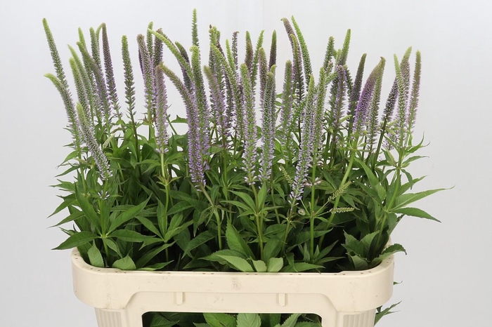 <h4>Veronica Virginica</h4>