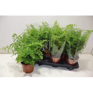 arr8 Adian Rad Fragrans