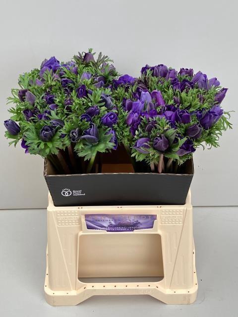 <h4>ANEM CO M L BLUE</h4>