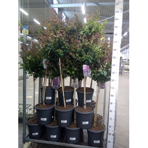 Lagerstroemia indica