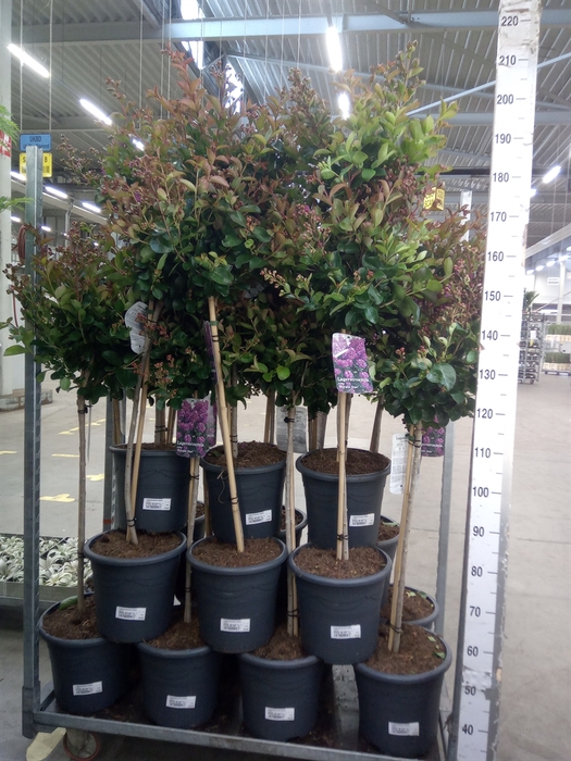 <h4>Lagerstroemia indica</h4>