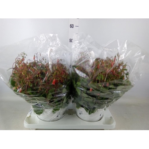 Kalanchoe HG 'Mariko'