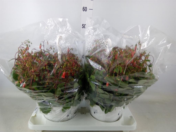 <h4>Kalanchoe HG 'Mariko'</h4>