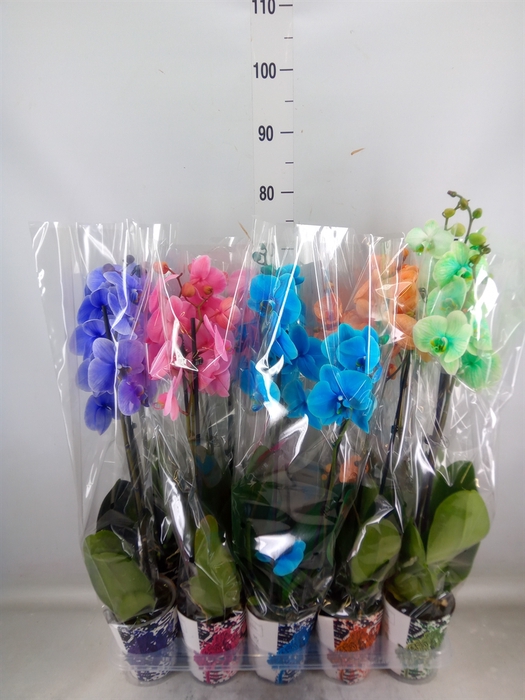 <h4>Phalaenopsis   ...</h4>