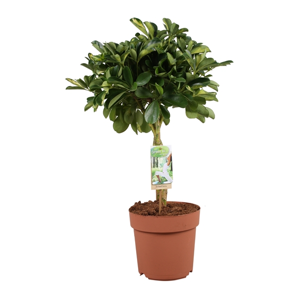 <h4>Schefflera Gold Capella - gevlochten stam</h4>