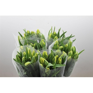 Tu Fr Pa La Courtine Parrot