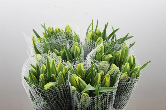 <h4>Tu Fr Pa La Courtine Parrot</h4>