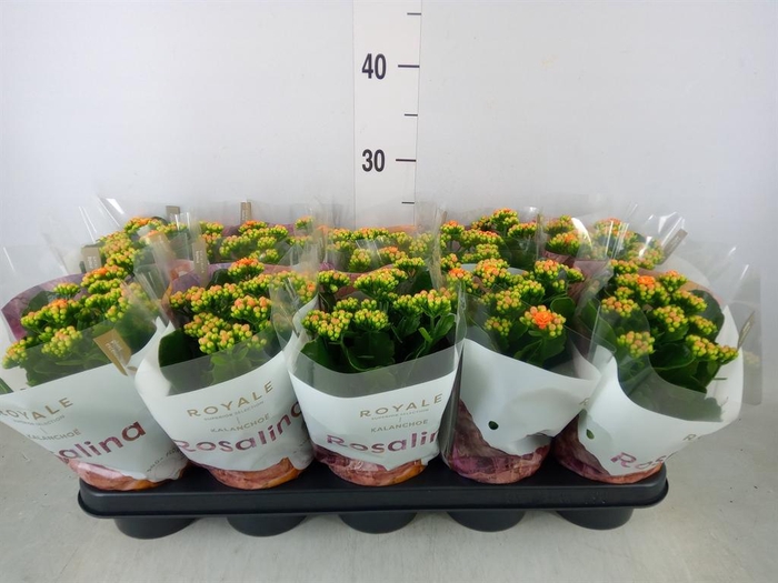 <h4>Kalanchoe blos. 'RosDon Pedro'</h4>