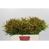Leucadendron Ayoba Cherry Pearl
