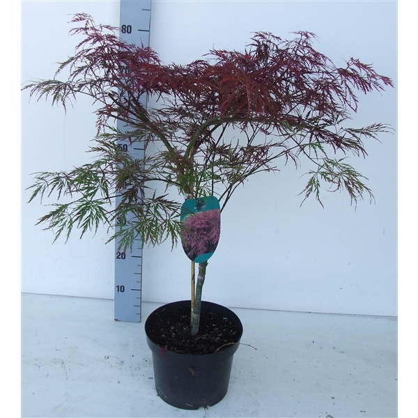 <h4>Acer palmatum 'Garnet' P23</h4>