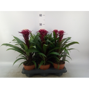 Guzmania  'Francesca'