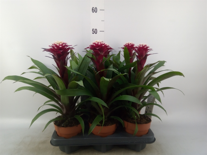 <h4>Guzmania  'Francesca'</h4>