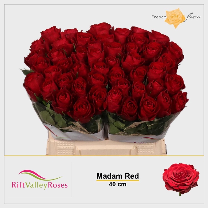 <h4>R GR MADAM RED</h4>