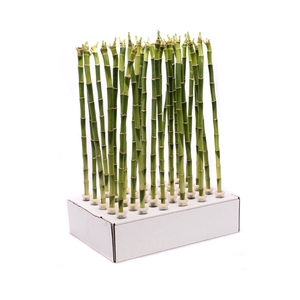 Dracaena lucky bamboo rech 45