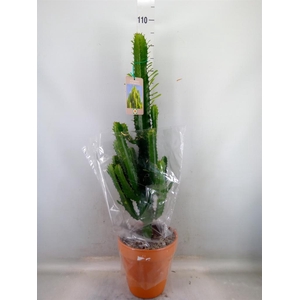 Euphorbia acrurensis