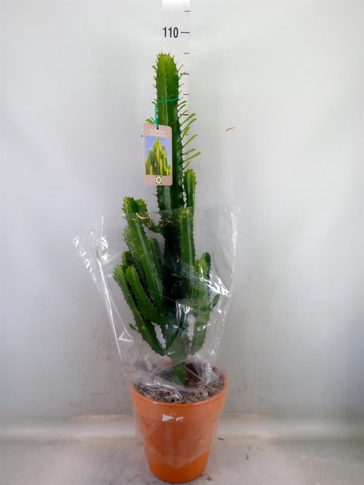 <h4>Euphorbia acrurensis</h4>