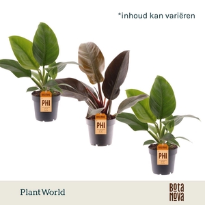 Philodendron mix Imperial Green & Red
