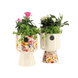 21817: Lovess arrangement