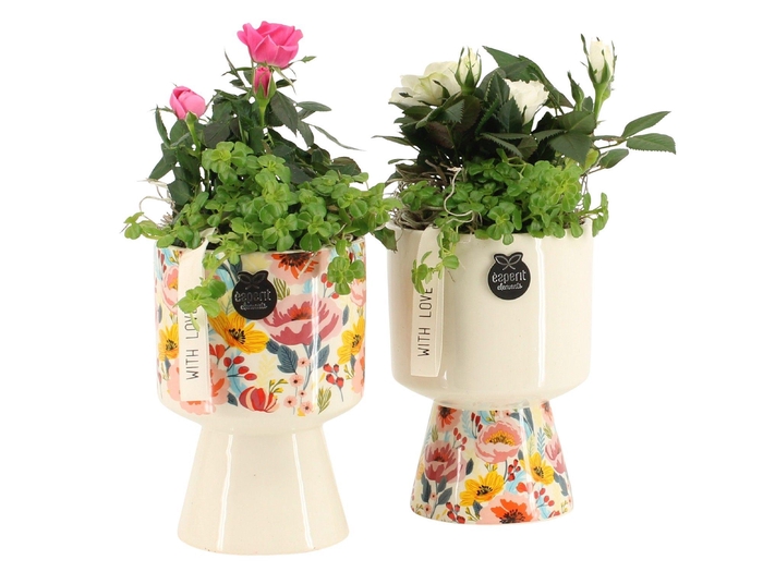 <h4>21817: Lovess arrangement</h4>