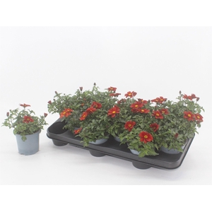 Bidens  'Eldoro Red'