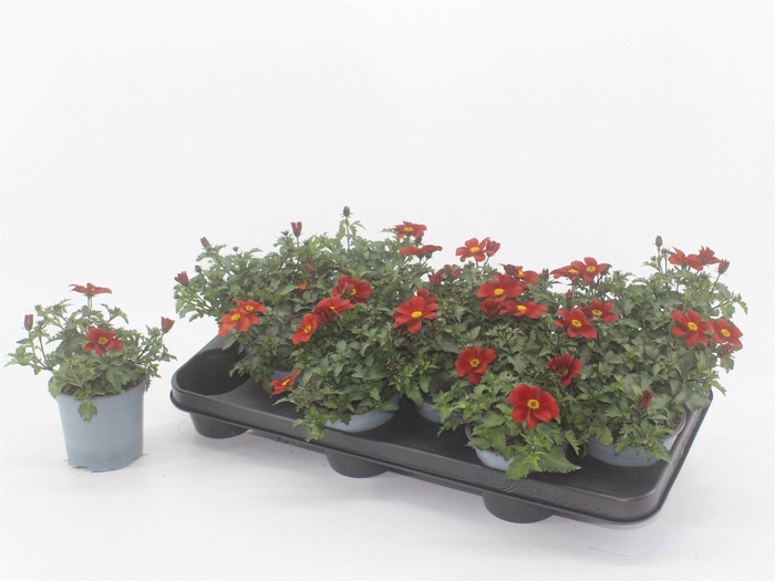<h4>Bidens  'Eldoro Red'</h4>