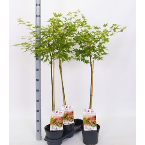 ACER PALMATUM
