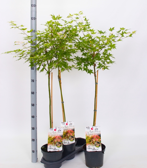 <h4>ACER PALMATUM</h4>