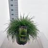Deschampsia cespitosa