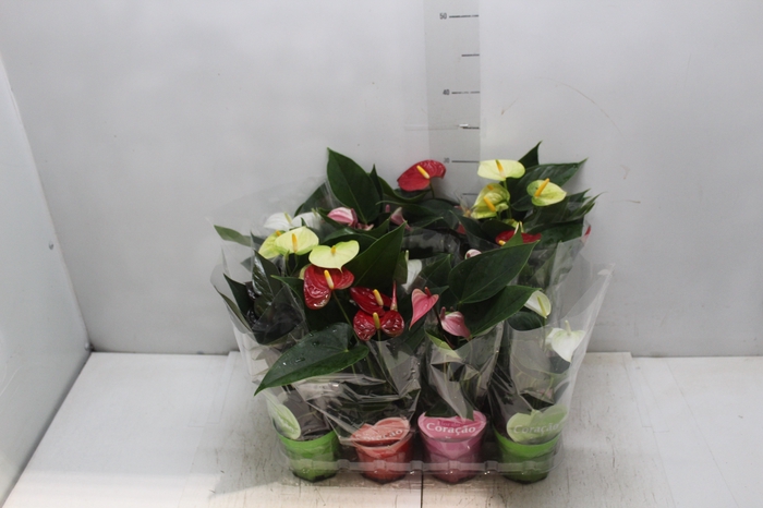 <h4>ANTHURIUM VARIADO P09</h4>