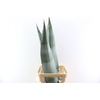 Agave Americana Bleu 120cm