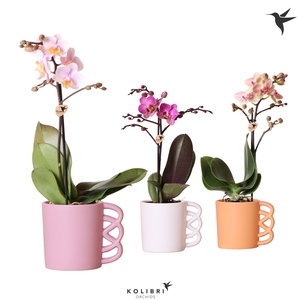 Phal Kolibri Gemengd 1 Tak Keramiek Happy Mug