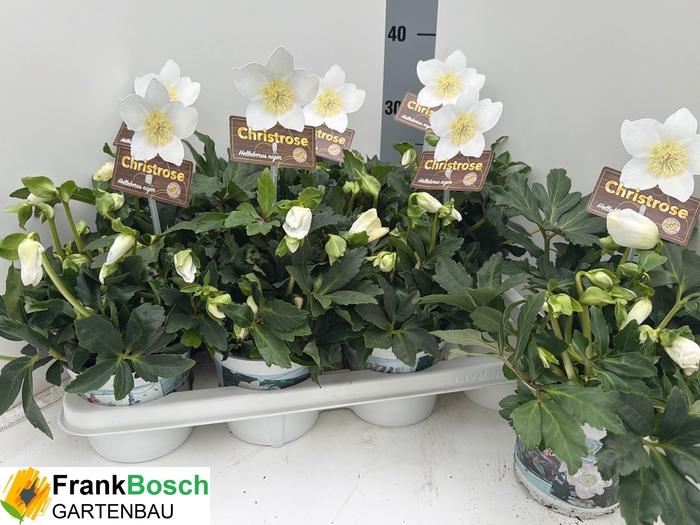 <h4>HELL NI HGC JASPER</h4>