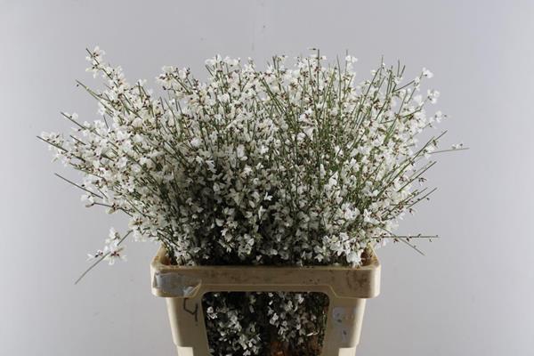 <h4>Genista Klb Bs Wit</h4>