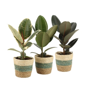 7501408: Solutionss Consideration Ficus elastica Mix