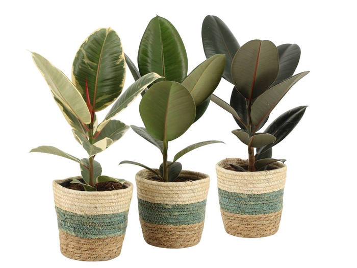 <h4>7501408: Solutionss Consideration Ficus elastica Mix</h4>