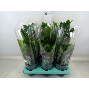Zamioculcas zamiifolia 'Lima'