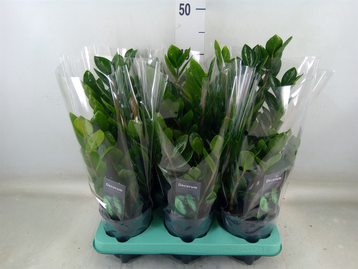 <h4>Zamioculcas zamiifolia 'Lima'</h4>