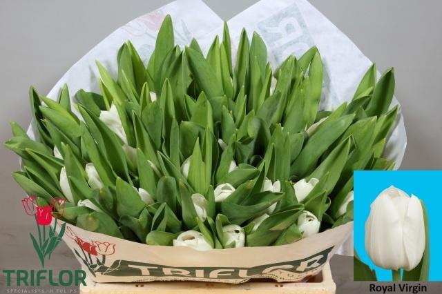 <h4>TU EN ROYAL VIRGIN</h4>