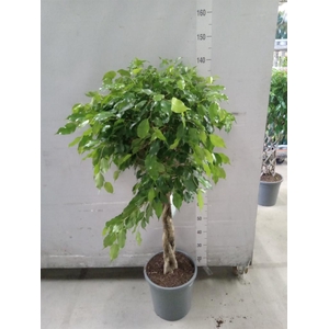 Ficus   ...