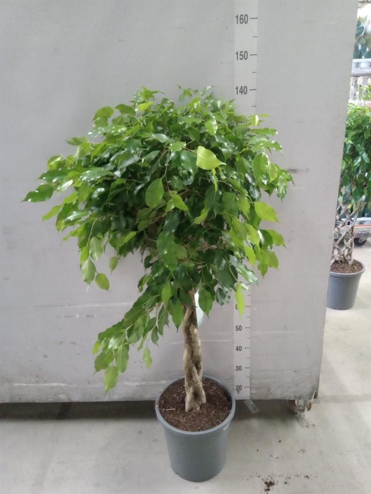 <h4>Ficus   ...</h4>